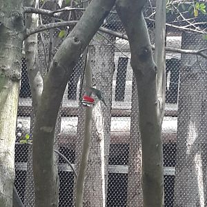 Hummingbirds everywhere