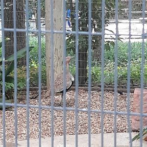 Buff-crested bustard