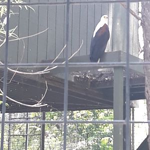 African fish eagle