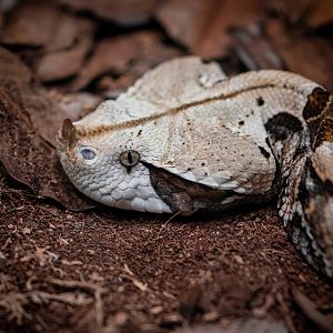 Gaboon Viper