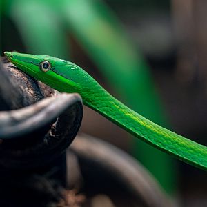 Green Vine Snake