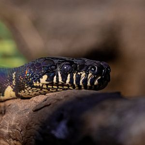 Boelen’s Python