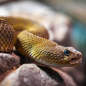 Mexican West Coast Rattlesnake