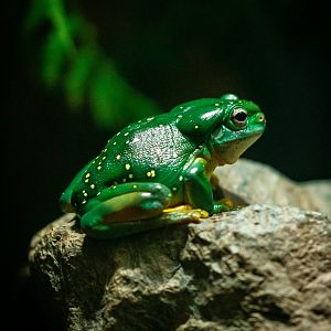 Magnificent Tree Frog