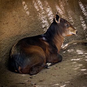 Yellow Backed Duiker infant