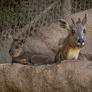 Chinese Goral parent and kid