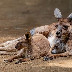 Grey Kangaroo mom and joey
