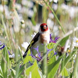 European goldfinch (Carduelis carduelis carduelis)