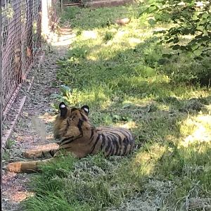 Sumatran Tiger 15th June 2021