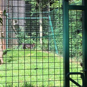 Cherry Crested Mangabey June 15th 2021