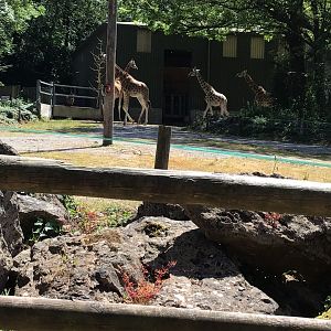 Rothschild Giraffe June 15th 2021