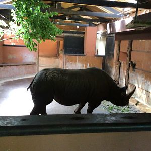 Black Rhinoceros June 15th 2021