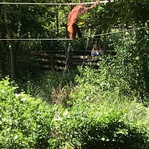 Bornean Orangutan walking 15th June 2021