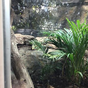 Paignton Zoo Reptile House June 15th 2021