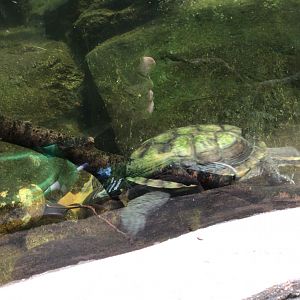 Turtle in the Reptile House at Paignton Zoo June 15th 2021