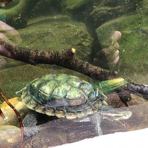 Turtle at Paignton Zoo Reptile House June 15th 2021