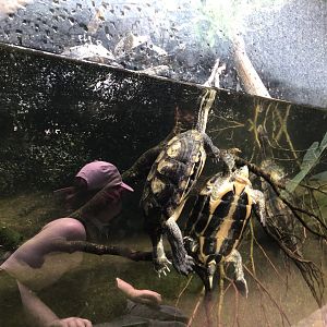 Turtle at Paignton Zoo Reptile House June 15th 2021