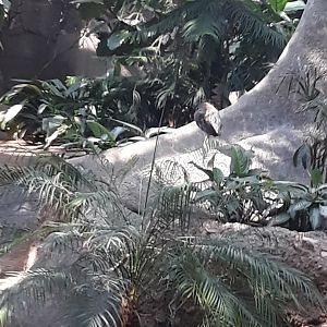 Grey-winged trumpeter