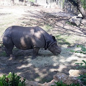 Indian rhinoceros