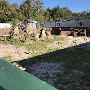 Meerkat enclosure