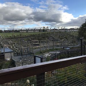 Snow leopard enclosure