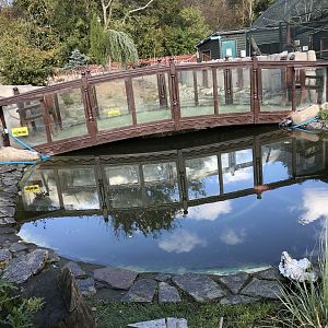 Asian short clawed otter enclosure