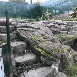 Eurasian badger enclosure
