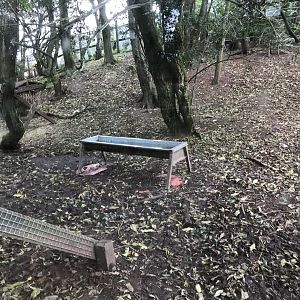 Capybara and emu enclosure