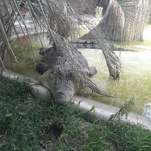 Saltwater crocodile snoozing