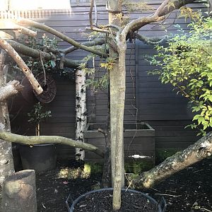 Kingkajou enclosure