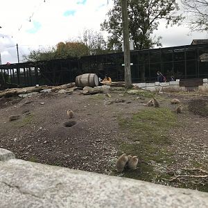 Prairie dog enclosure