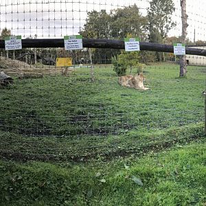 African lion enclosure panorama