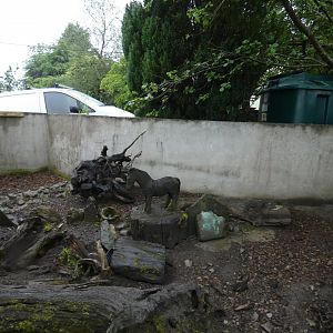 Meerkat outdoor enclosure (Pen-y-cae Inn Zoo)