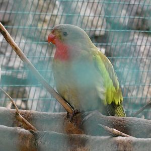 Princess of Wales parakeet (Pen-y-cae Inn Zoo)