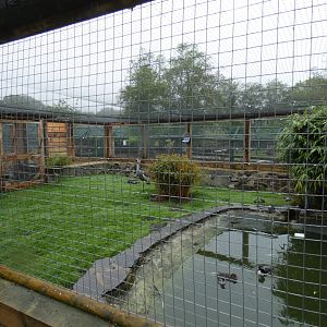 African aviary (Pen-y-cae Inn Zoo)