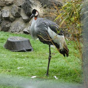 Crowned crane (Pen-y-cae Inn Zoo)