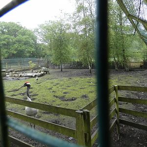 Wallaby and crane paddock (Pen-y-cae Inn Zoo)