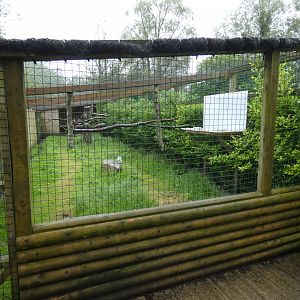 Trumpeter hornbill aviary (Pen-y-cae Inn Zoo)