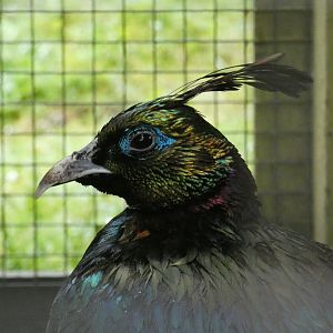 Himalayan monal (Pen-y-cae Inn Zoo)