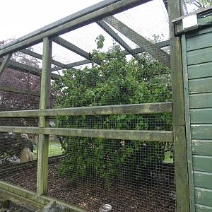 Himalayan monal aviary (Pen-y-cae Inn Zoo)