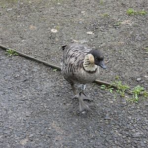 Hawaiian goose
