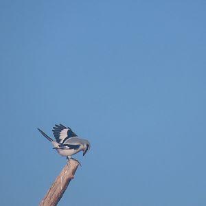 chinese grey shrike Lanius sphenocercus