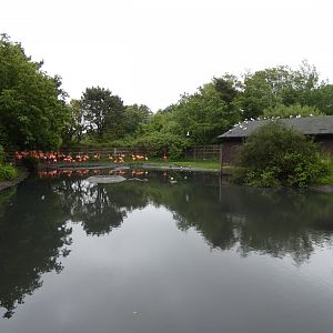 Flamingo enclosure