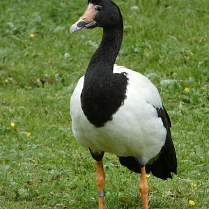 Magpie goose