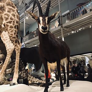 National Museum of Scotland: Sable antelope