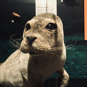 National museum of Scotland: Seal