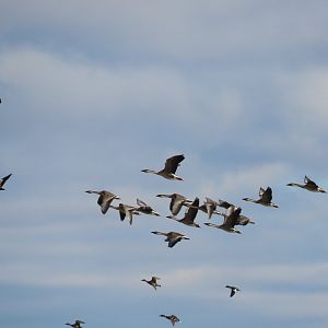 swan goose and bar-headed goose