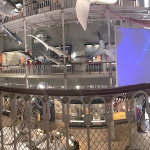 National Museum of Scotland: Animal room panorama