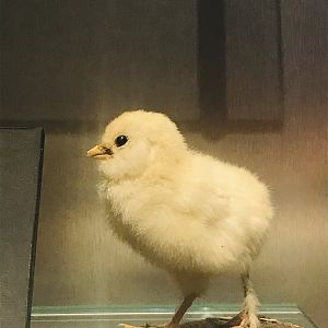 Chick (national museum of Scotland )
