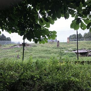 Gelada enclosure